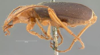Media type: image;   Entomology 31774 Aspect: habitus lateral view